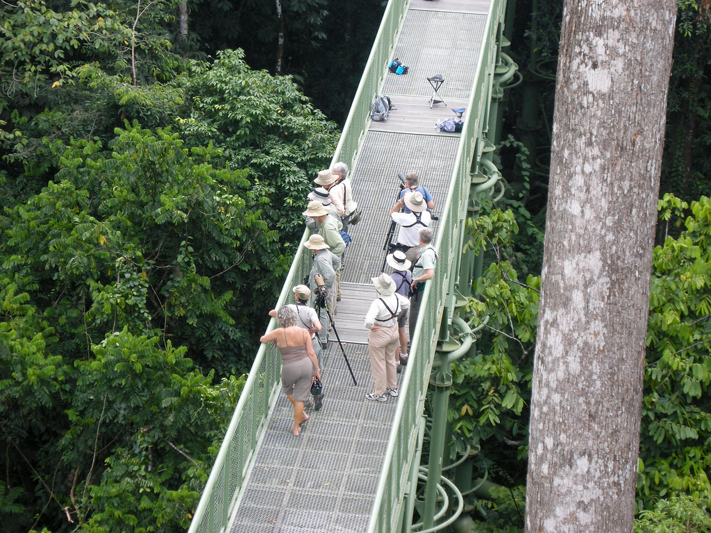 Looking for birds from the canopy walkway at the Rainforest Discovery Centre, Sepilok. 