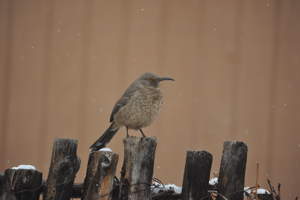 …studied by suspicious Curve-billed Thrashers…