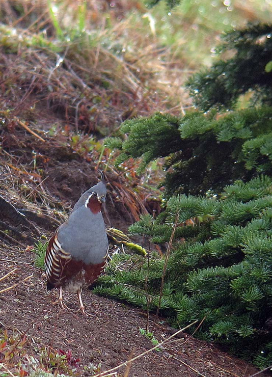 …and another target is the often very elusive Mountain Quail.