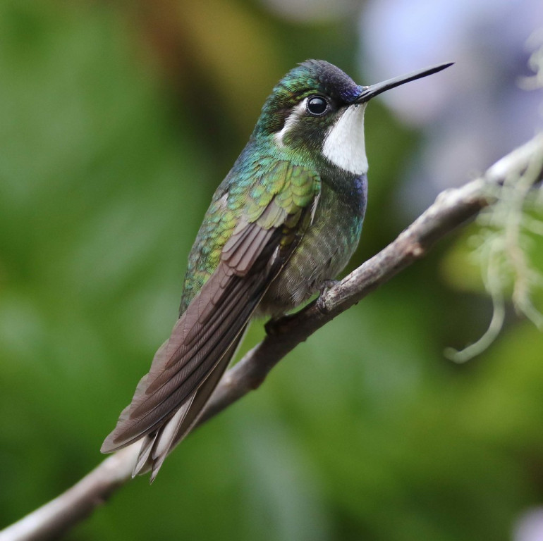 …but it is perhaps the hummingbirds that steal the show in the highlands, here a White-throated Mountain-Gem…