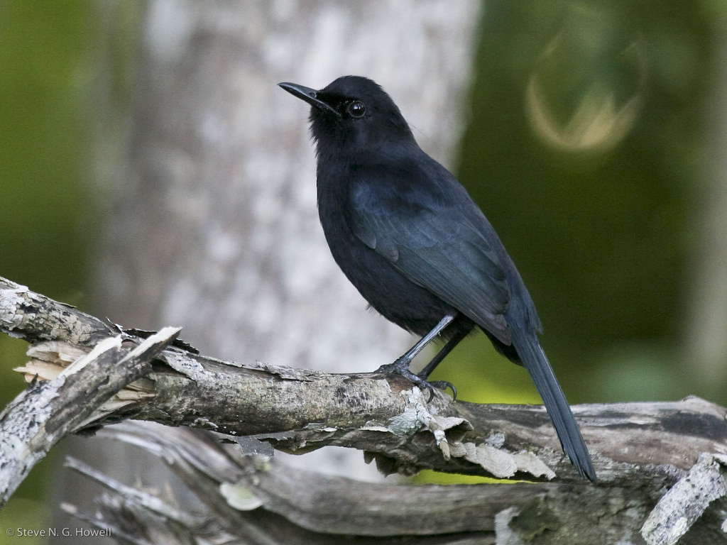 …while it will be impossible to miss the ubiquitous Black Catbird.