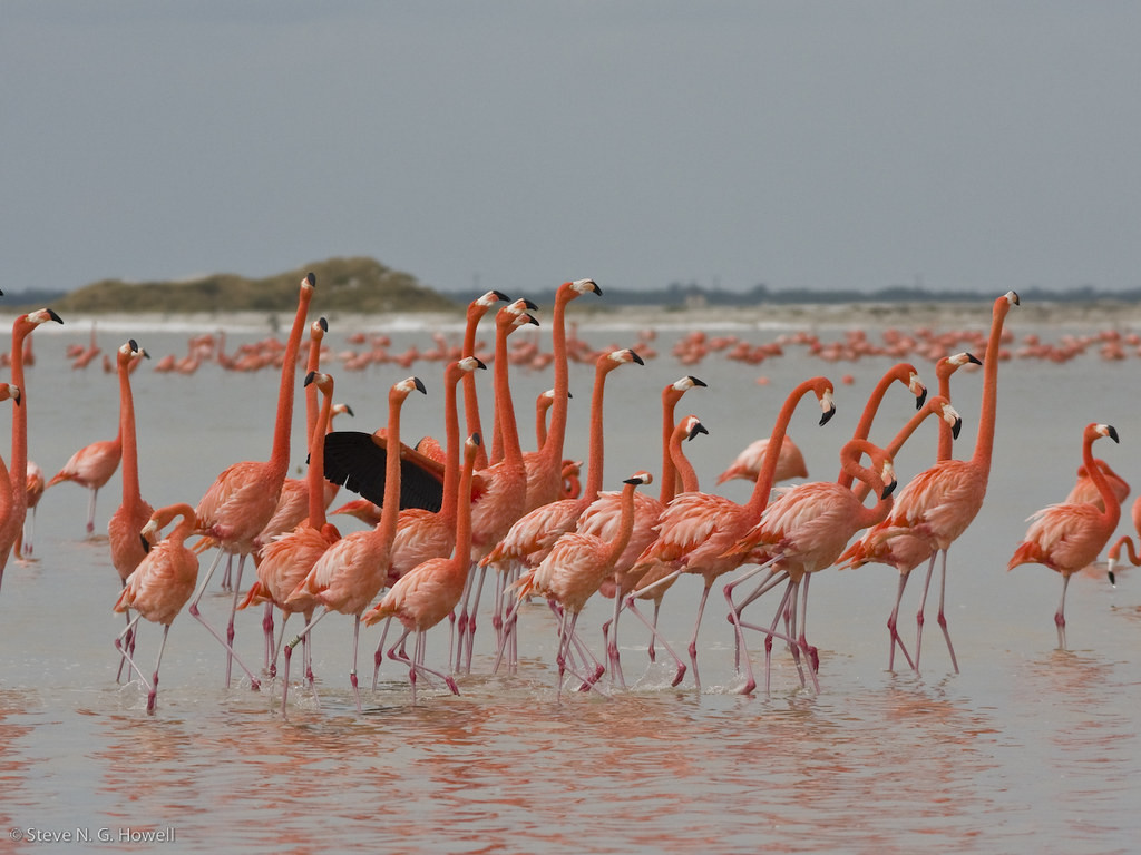 …along with a rich coastal environment, home to shockingly pink American Flamingos.
