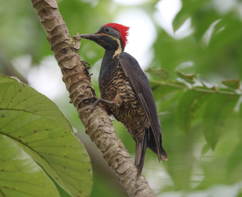 …boisterous Lineated Woodpeckers…