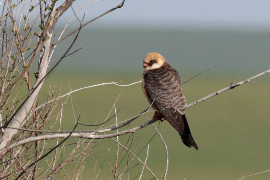 and Red-footed Falcons keep watch from roadside bushes.