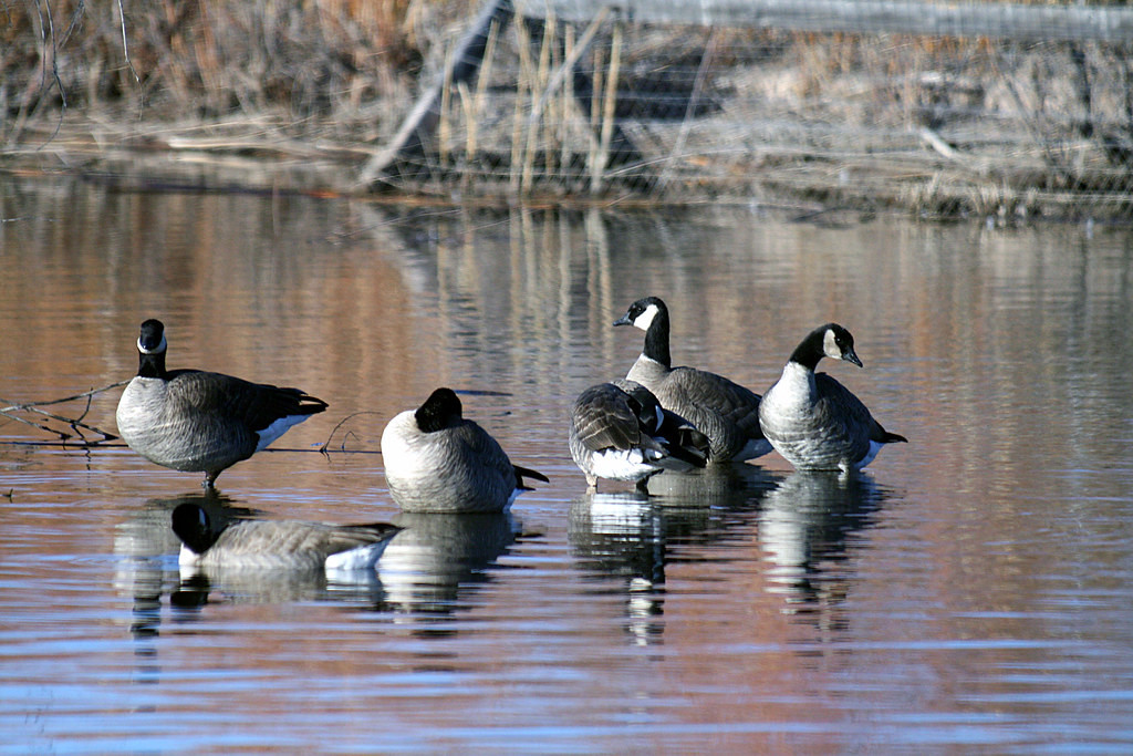 …charmed by a diminutive Cackling Geese…