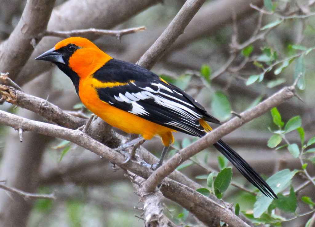 … and gaudy Altamira Orioles lighting up the trees.