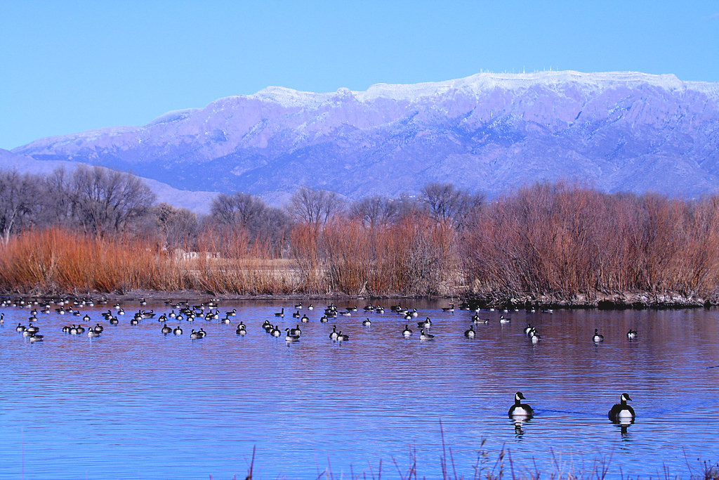 …open ponds supporting a wide array of waterfowl…