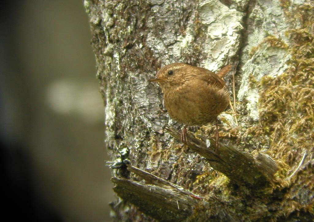 We’ll spend a day in the Coast Range where we’ll look for Pacific Wren…