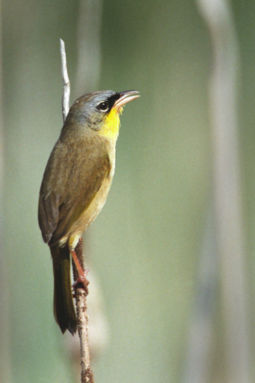 … or a vagrant such as Gray-crowned Yellowthroat.