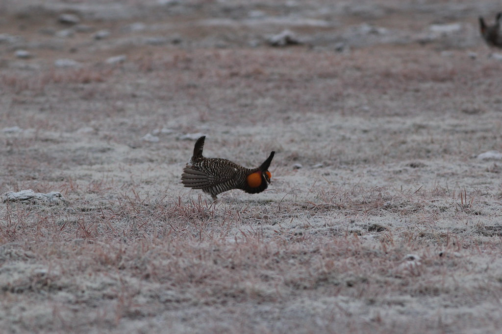 Our last stop will be the fantastic Greater Prairie-Chicken lek near Wray…