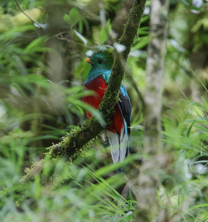 …where the dazzling Resplendent Quetzales should quietly lurk in the canopy of fruiting trees…