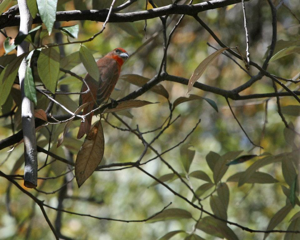 …Hepatic Tanagers…