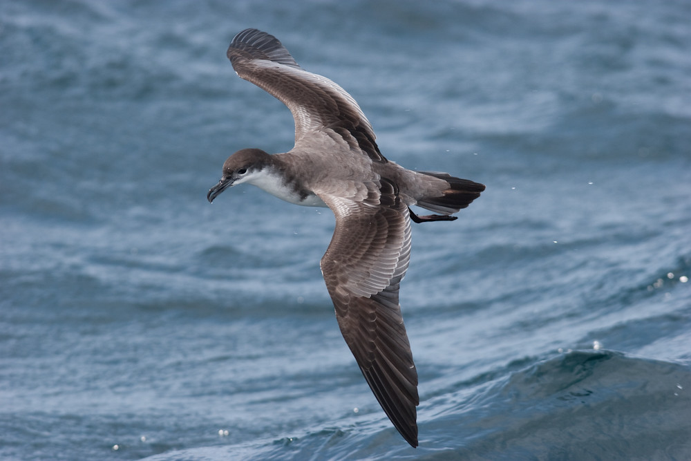 …and once offshore we might be lucky enough to see an early Buller’s Shearwater. (bs)