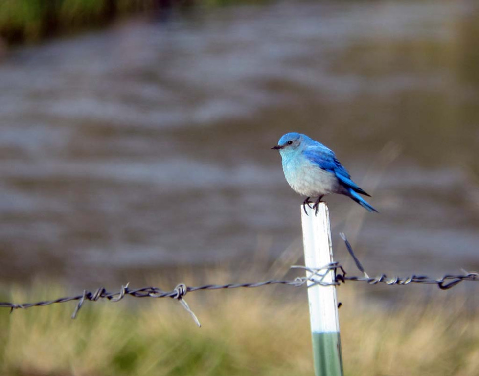 …and we’ll likely come across Mountain Bluebirds on almost any roadside fence.