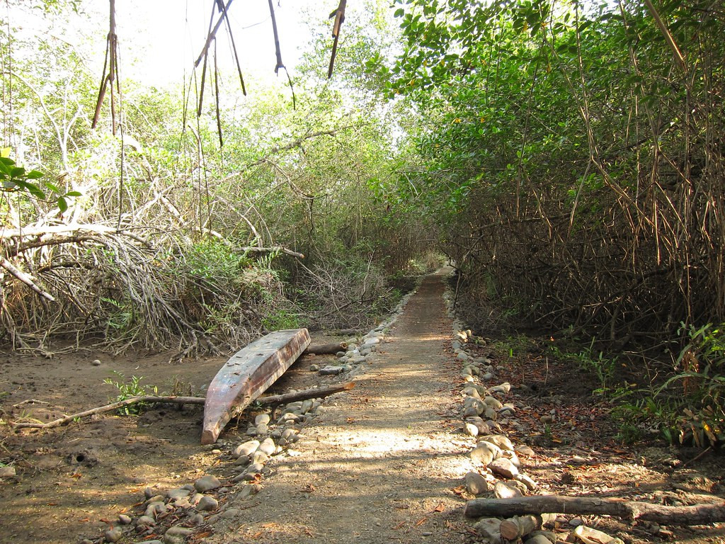 …before reaching coastal mangroves.(photo by Richard C. Hoyer)