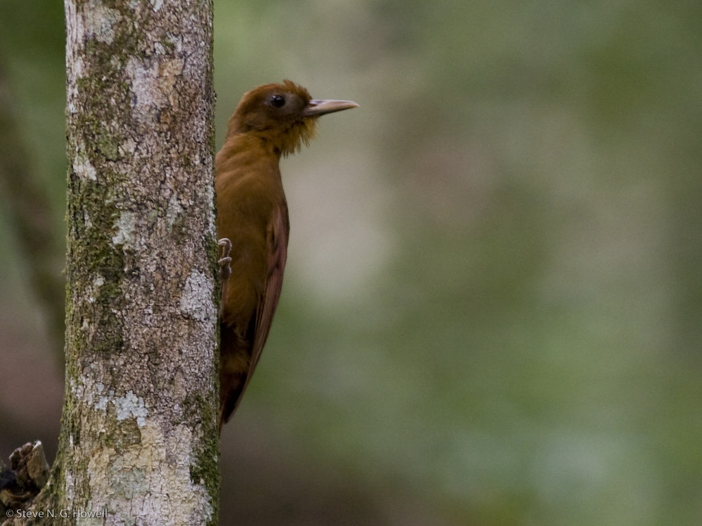 Among many other forest possibilities are the local Ruddy Woodcreeper…
