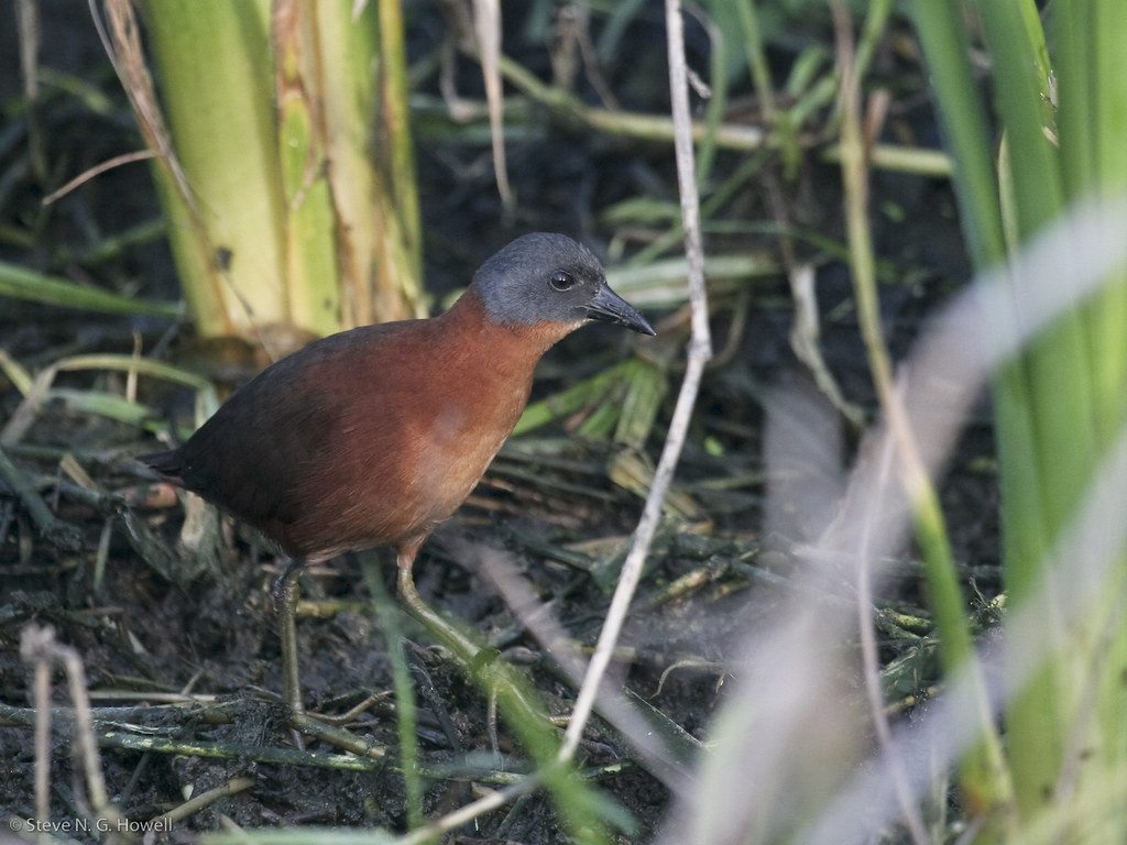 …and the normally retiring Ruddy Crake…
