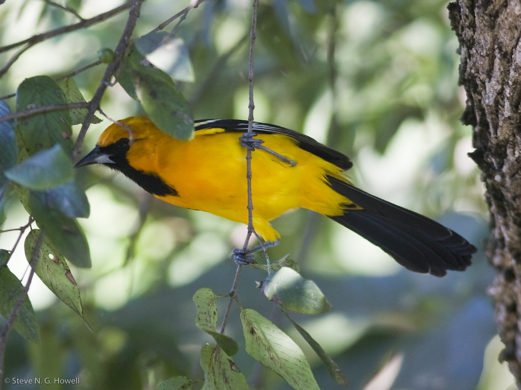 We’ll start our birding around Puerto Morelos, where species include the regionally endemic Orange Oriole…
