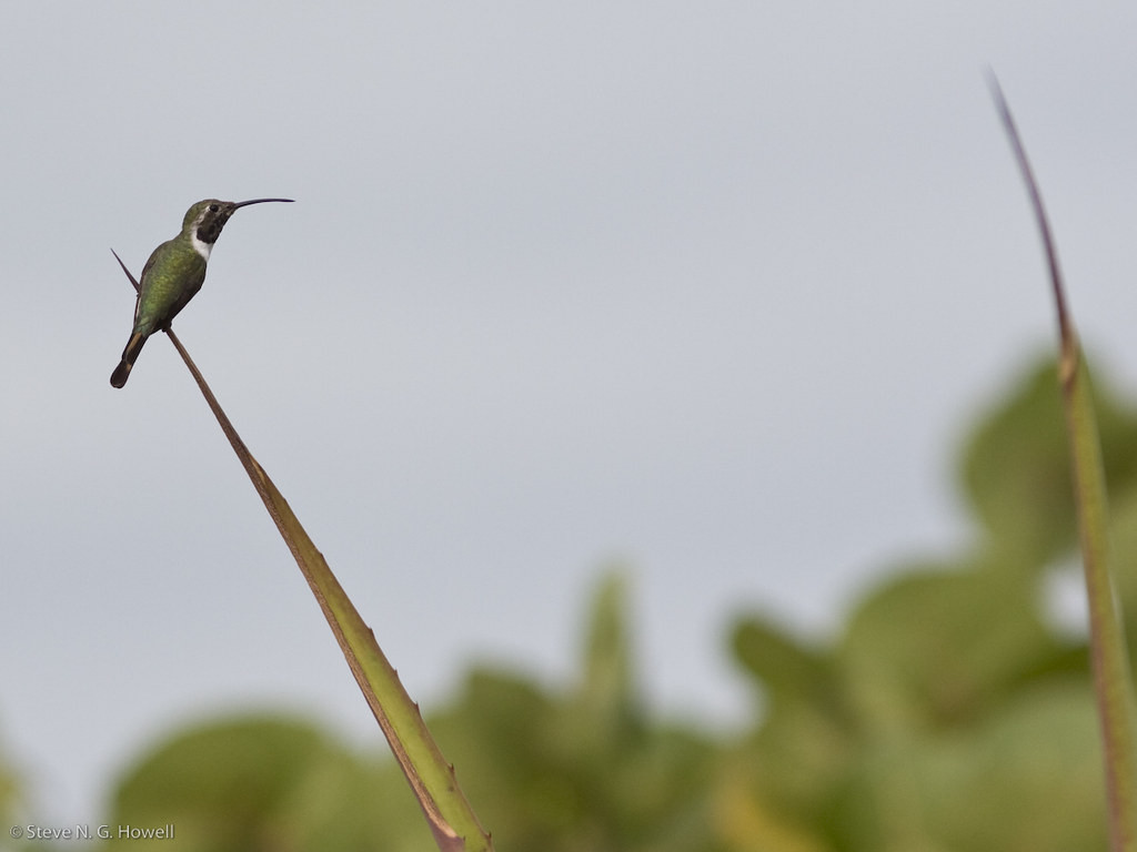Mexican Sheartail is a local inhabitant of the coastal agave scrub…
