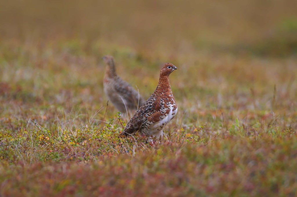 We’ll have a day in Nome to look for mainland species such as Willow Ptarmigan…