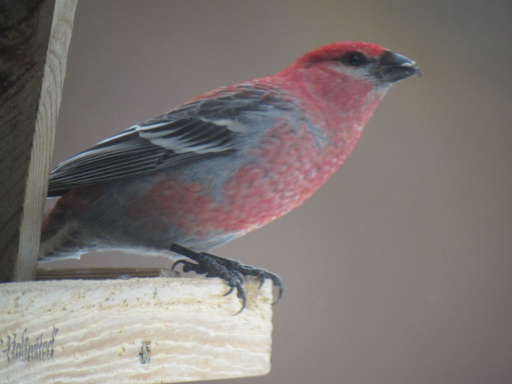 We’ll look for some of the less common montane finches like Pine Grosbeak…