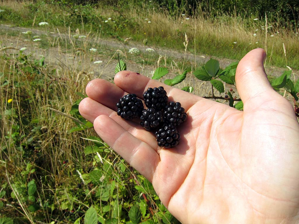 First of all, there are the wild blackberries in abundance…