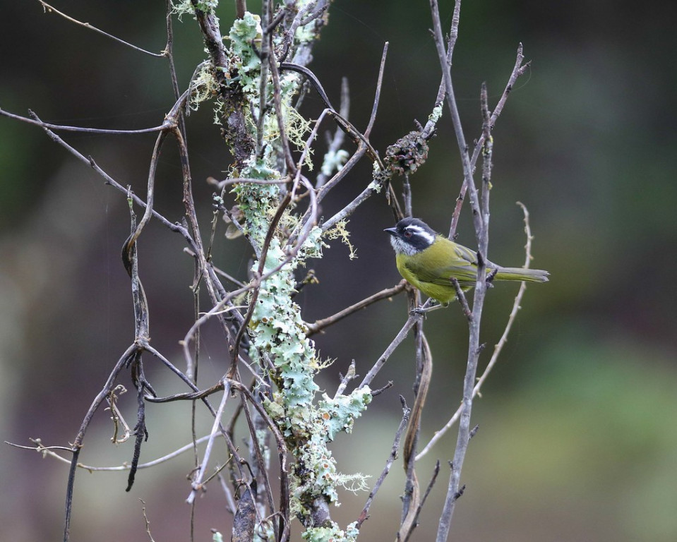 ..mixed tanager flocks should include Sooty-capped Chlorospingus…