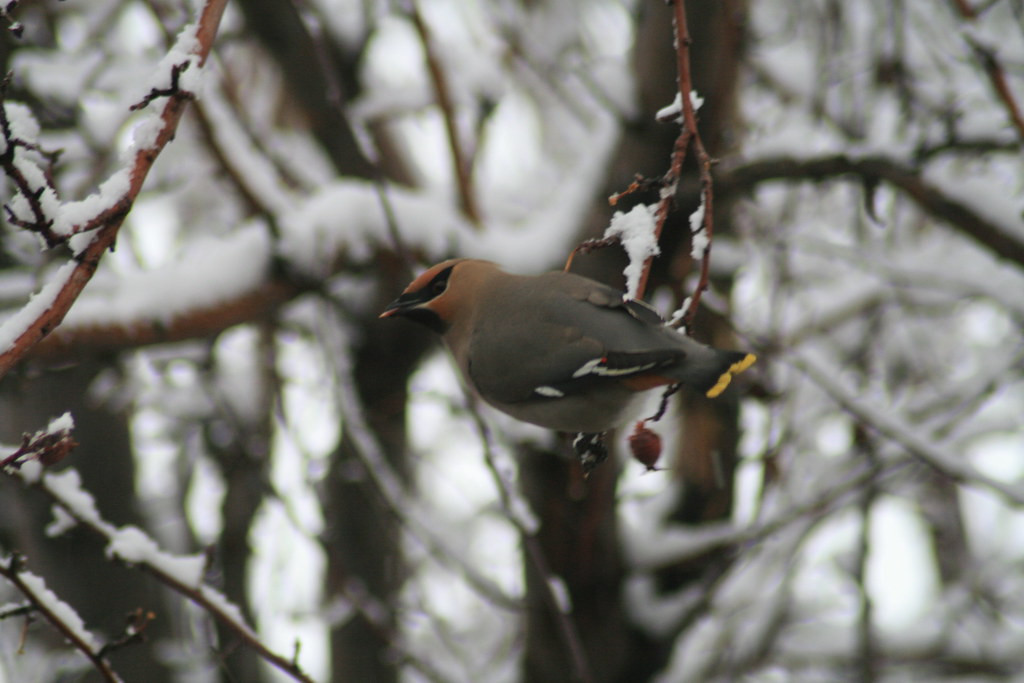 …or even (rarely) Bohemian Waxwing.