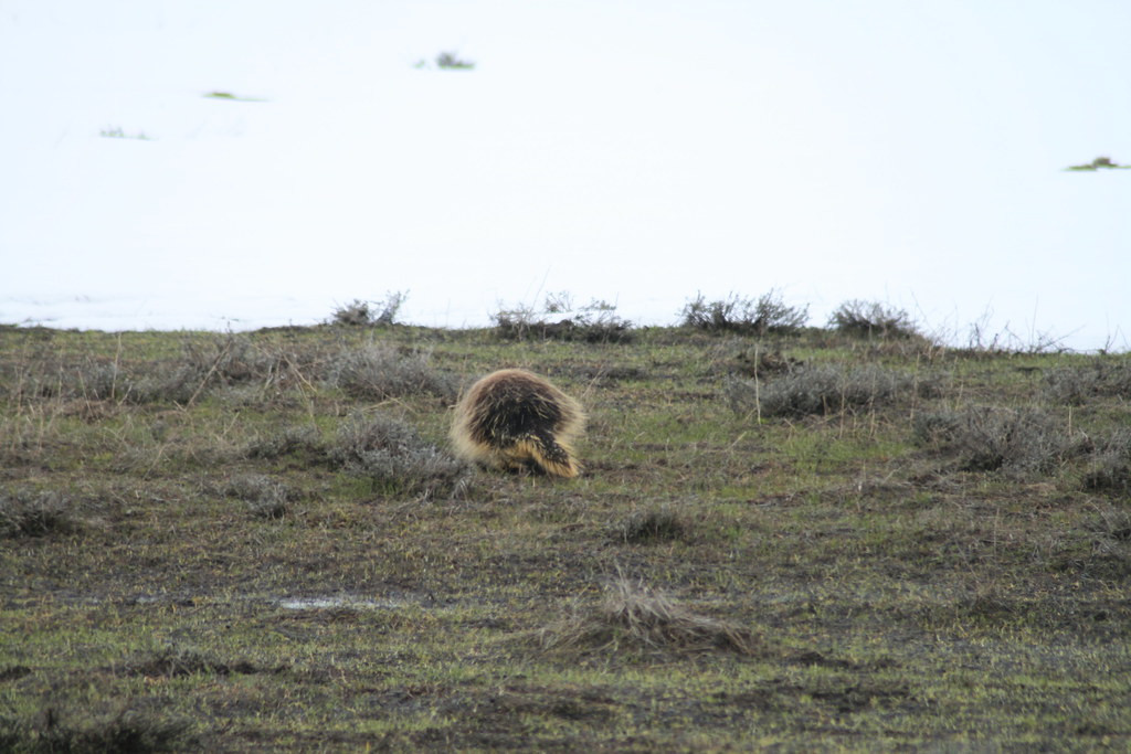 …and North American Porcupines.