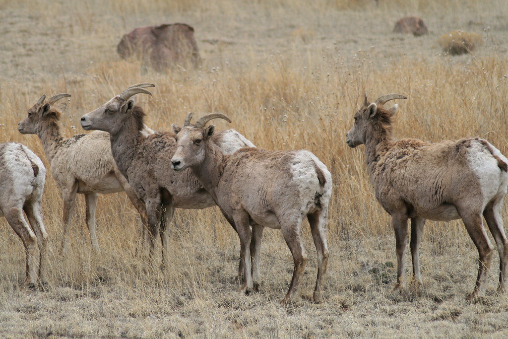 …and Big Horn Sheep can be plentiful along the roads.