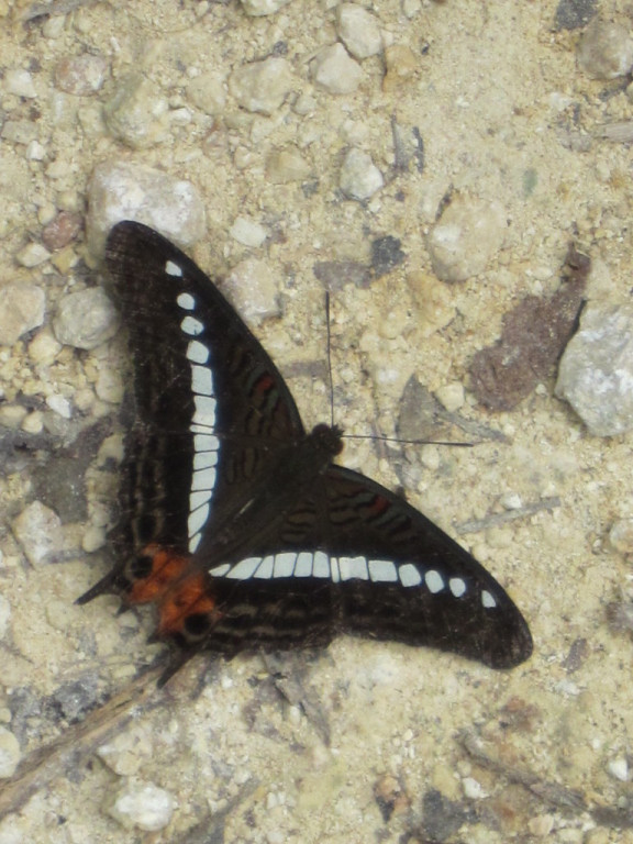 …and endemic butterflies like this Modest Sister.
