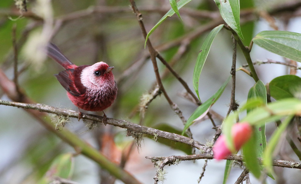…the incomparable Pink-headed Warbler! 