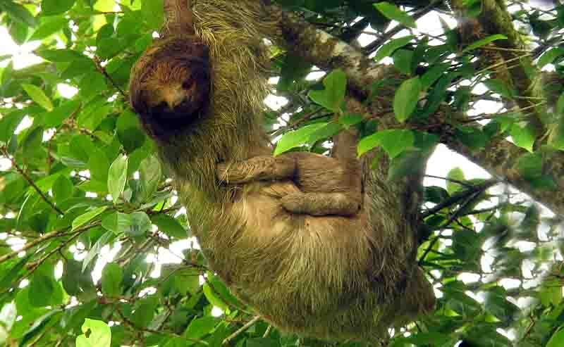 …and we also usually come across at least one of the two species of sloth, this one a Brown-throated Three-toed with a baby.                               