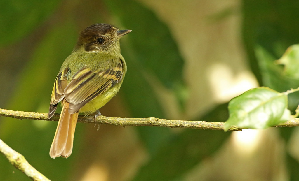 We’ll have plenty of time to explore the trails around Tikal, looking for understory species like this Sepia-capped Flycatcher…