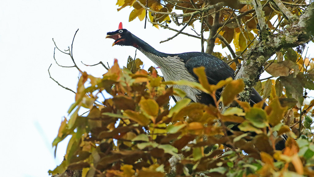 …hopefully including the enigmatic Horned Guan! Those who don’t head up a volcano can stay at lower elevations and search for other local specialties…