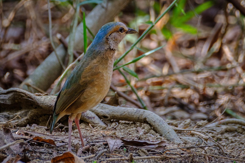 …or this Blue-rumped Pitta. 