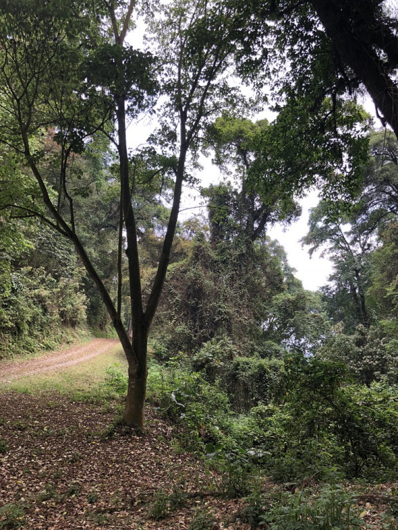 Our tour starts out in the cool cloud forests of Finca El PIlar, just a short drive from our comfortable hotel in Antigua…