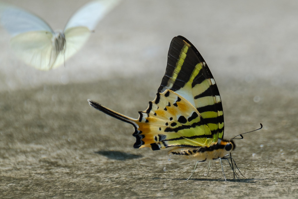 And there are some breathtaking insects - elegant butterflies…