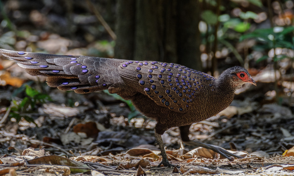 …and the more subtle, but even more secretive, Germain’s Peacock-Pheasant. 