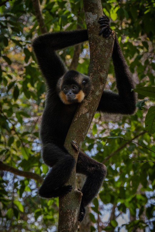 …or this charming Buff-cheeked Gibbon…