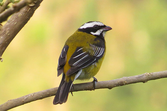 Jamaican Spindalis is the largest and gaudiest of this distinctive Caribbean family of tanager relatives. 