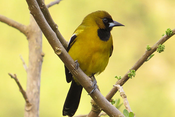 The happy songs of Jamaican Oriole, known as Auntie Katie by the locals, is heard every day. 