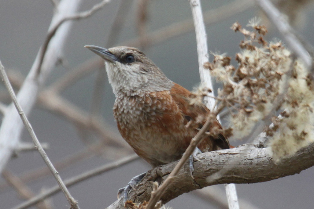 A large number of Peruvian endemics are possible on this tour, including Chestnut-backed Thornbird.