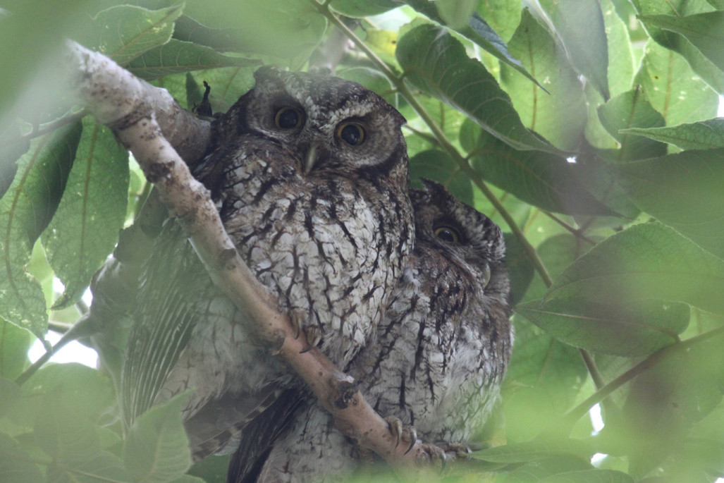 Koepcke's Screech-Owl are sometime found on their day roost.