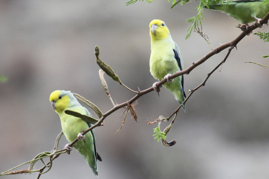 These lovely Yellow-faced Parrotlets are  only found in the upper Mara&ntilde;on valley.