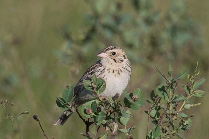 A Baird's Sparrow pauses in plain sight between bouts of its tinkling song. &lt;small&gt;Image: Chris Wood&lt;/small&gt;