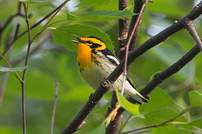The stunning Blackburnian Warbler is one of more than 25 warbler species possible on the tour. &lt;small&gt;Image: Chris Wood&lt;/small&gt;