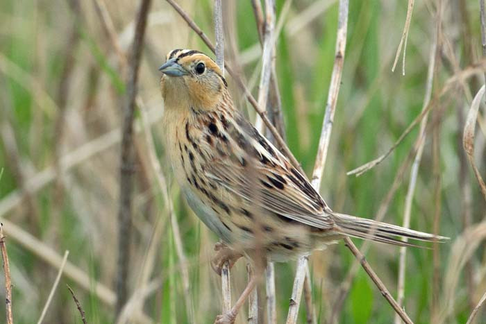 The subtly lovely LeConte's Sparrow whose song has been described as &quot;an inaudible hiss.&quot; &lt;small&gt;Image: Chris Wood&lt;/small&gt;
