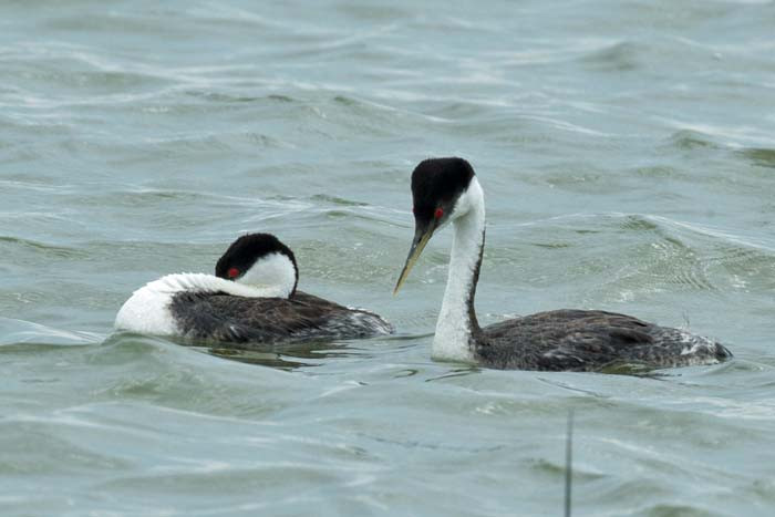 Western Grebes are a striking feature of the larger prairie potholes and lakes. &lt;small&gt;Image: Chris Wood&lt;/small&gt;