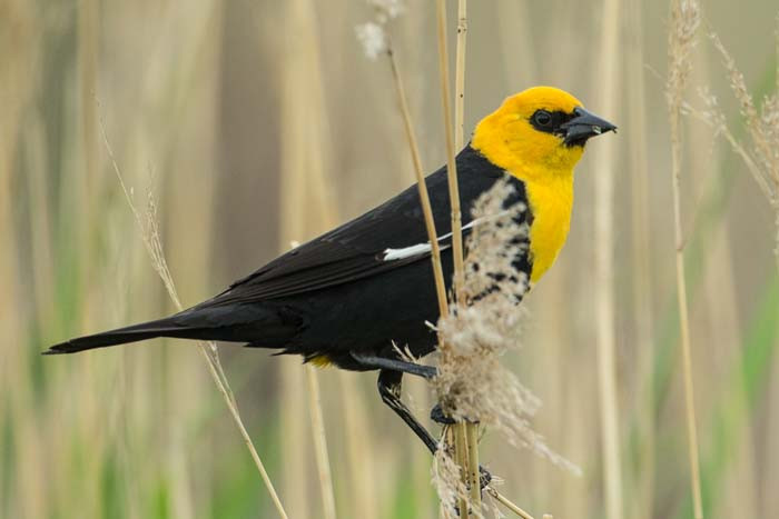 Yellow-headed Blackbird has a brilliant head and squeeky-hinge voice. &lt;small&gt;Image: Chris Wood&lt;/small&gt;